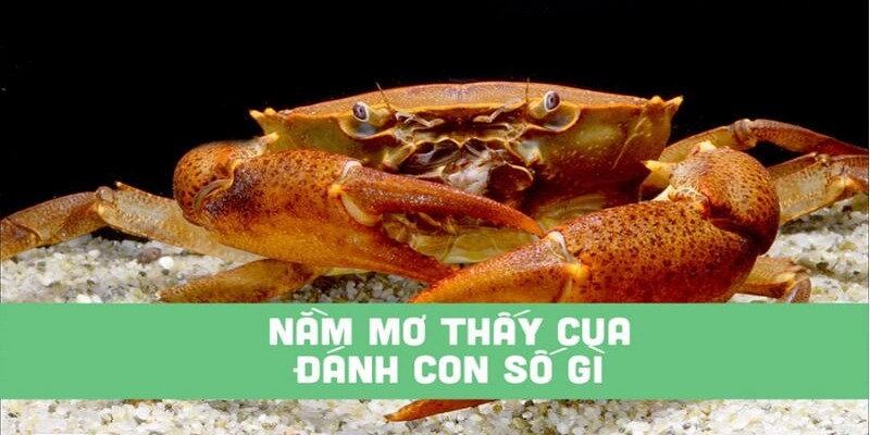 Nằm mơ thấy cua đánh số mấy?